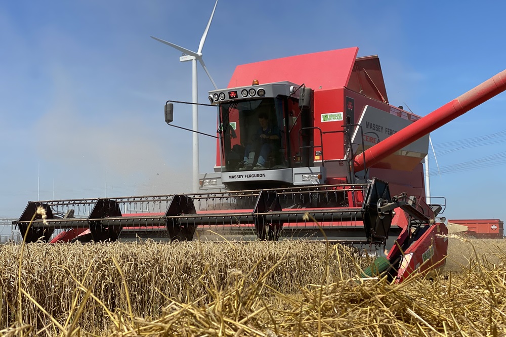 Wintertarwe dorsen in Flevoland met MF-combine