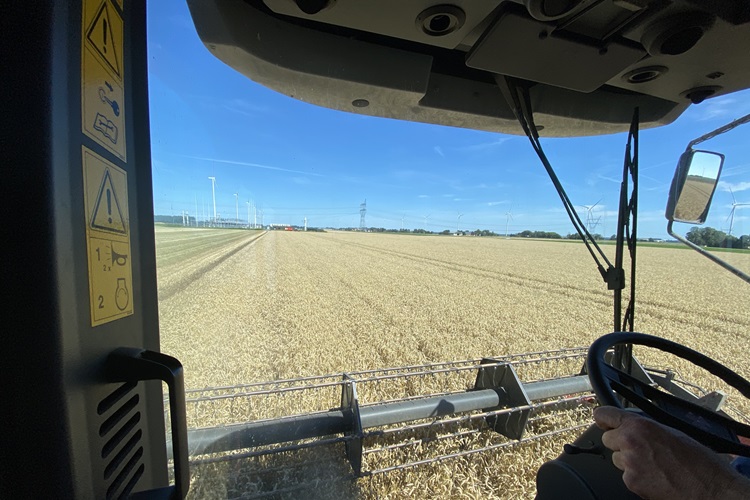 Fotoreportage: Wintertarwe dorsen in Flevoland met MF-combine