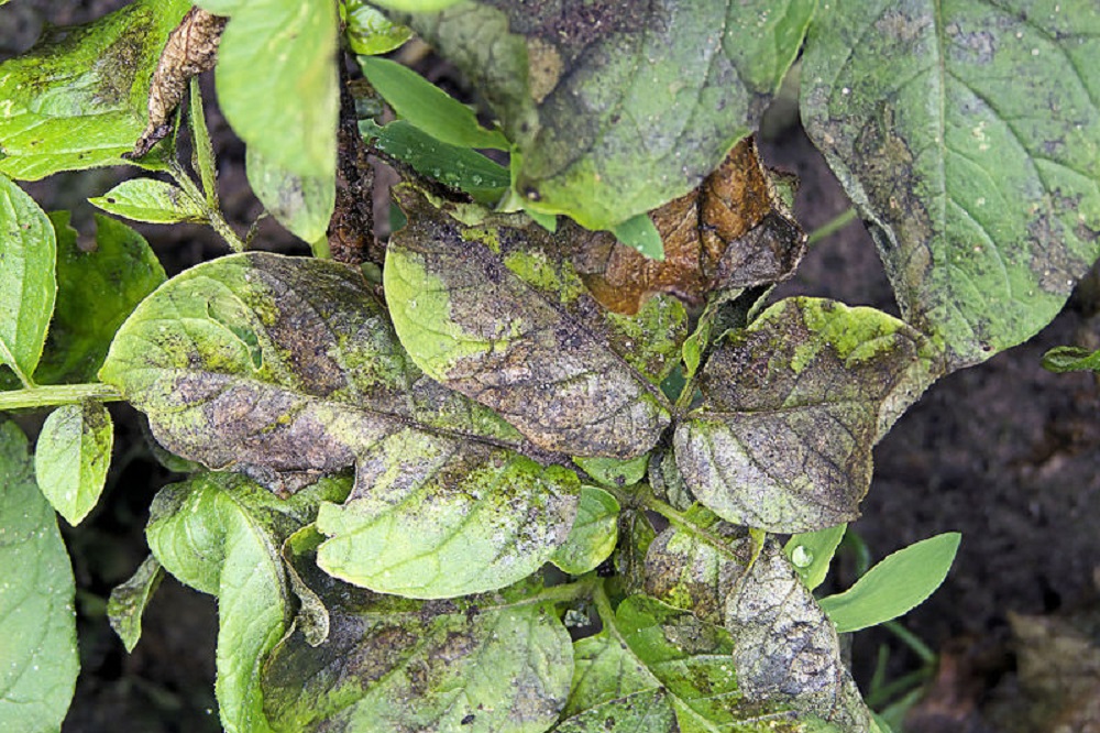 Ctgb laat nieuw middel voor bestrijding van Phytophthora toe