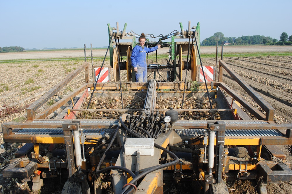 Uien en druppelslangen rooien in één werkgang