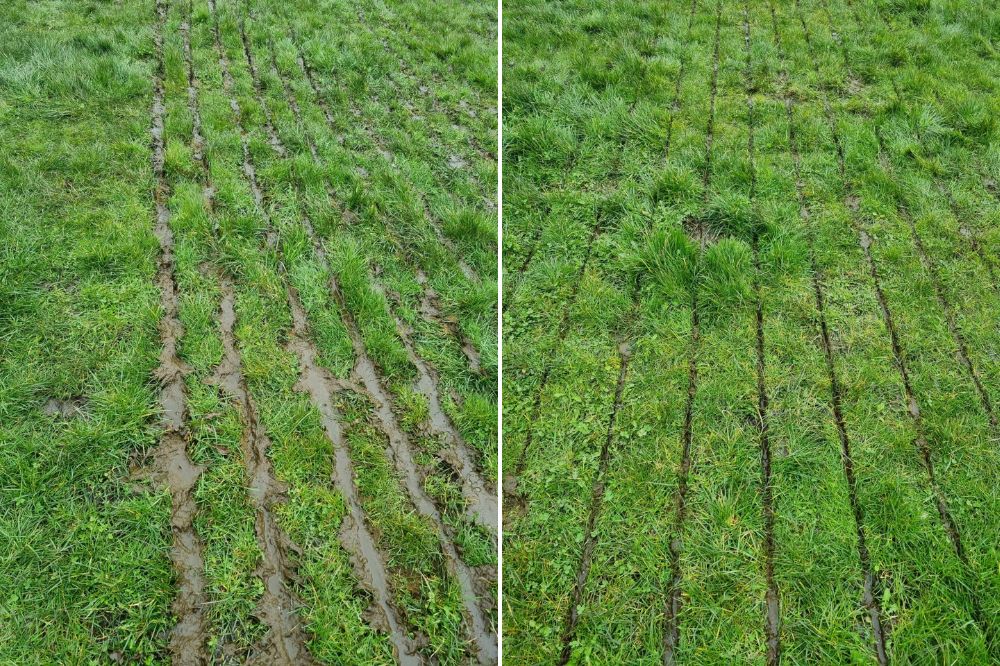 Door de Vredo-techniek leg je de mest niet op het gras (zoals links) maar wordt het netjes in de zode gesneden (zoals rechts).