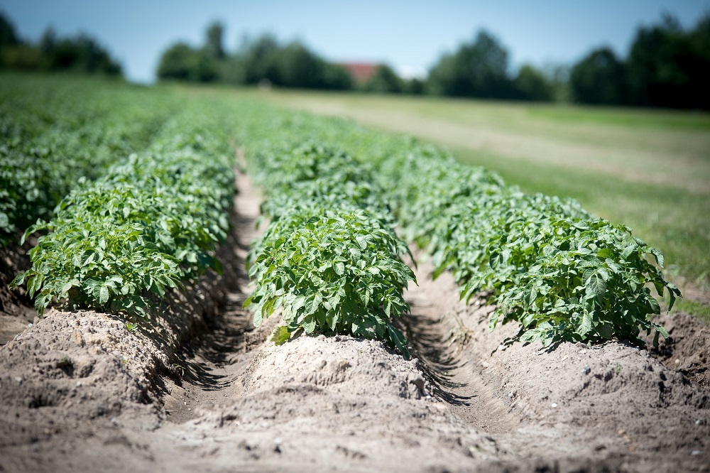 Mechanische onkruidbestrijding in aardappelteelt is effectief